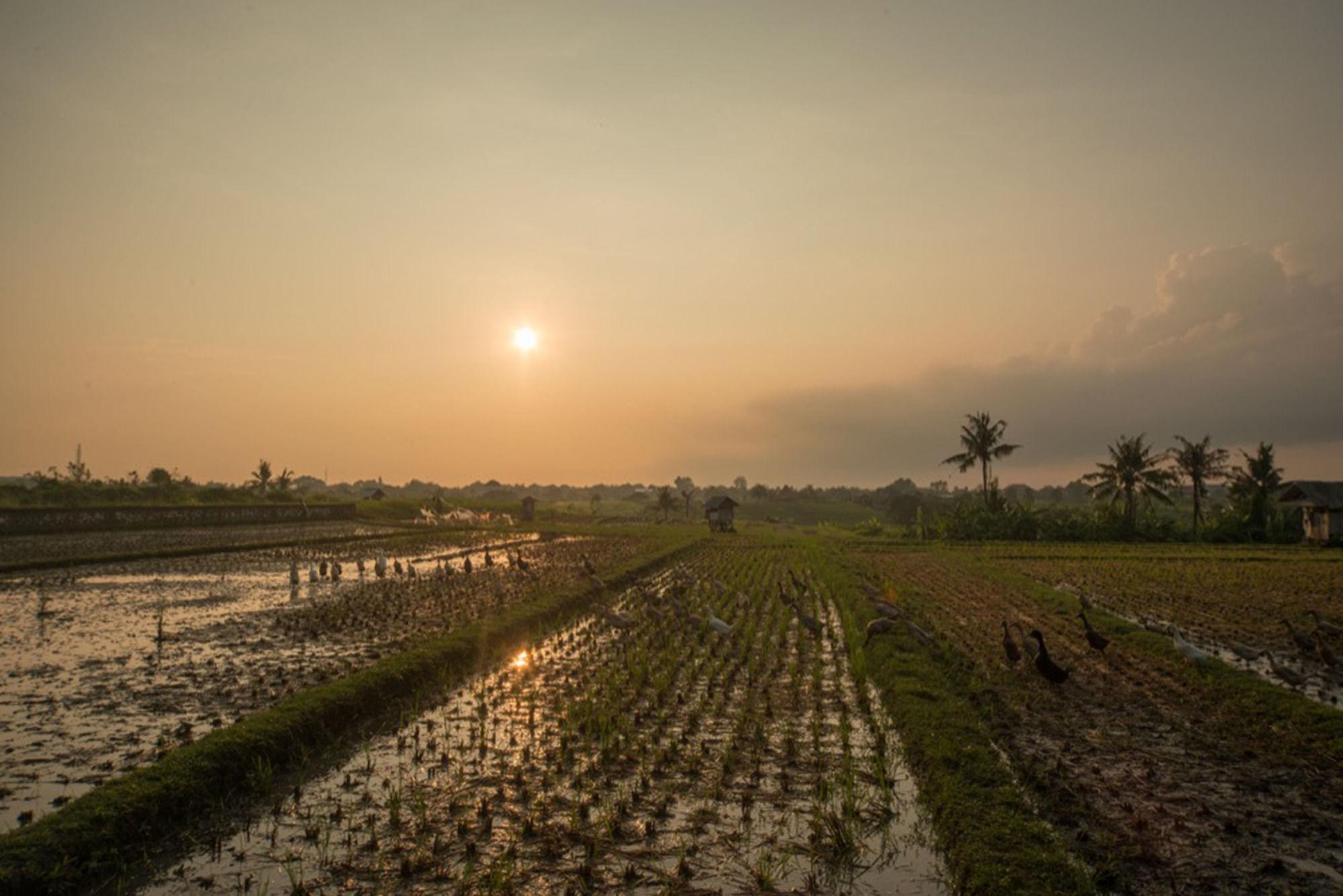 Sotis Villas Canggu Exteriér fotografie